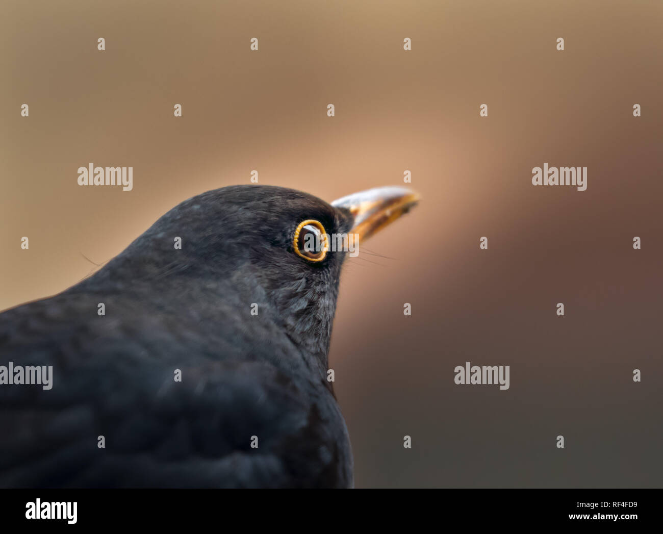 close-up portrait of male blackbird in winter in stockholm Stock Photo
