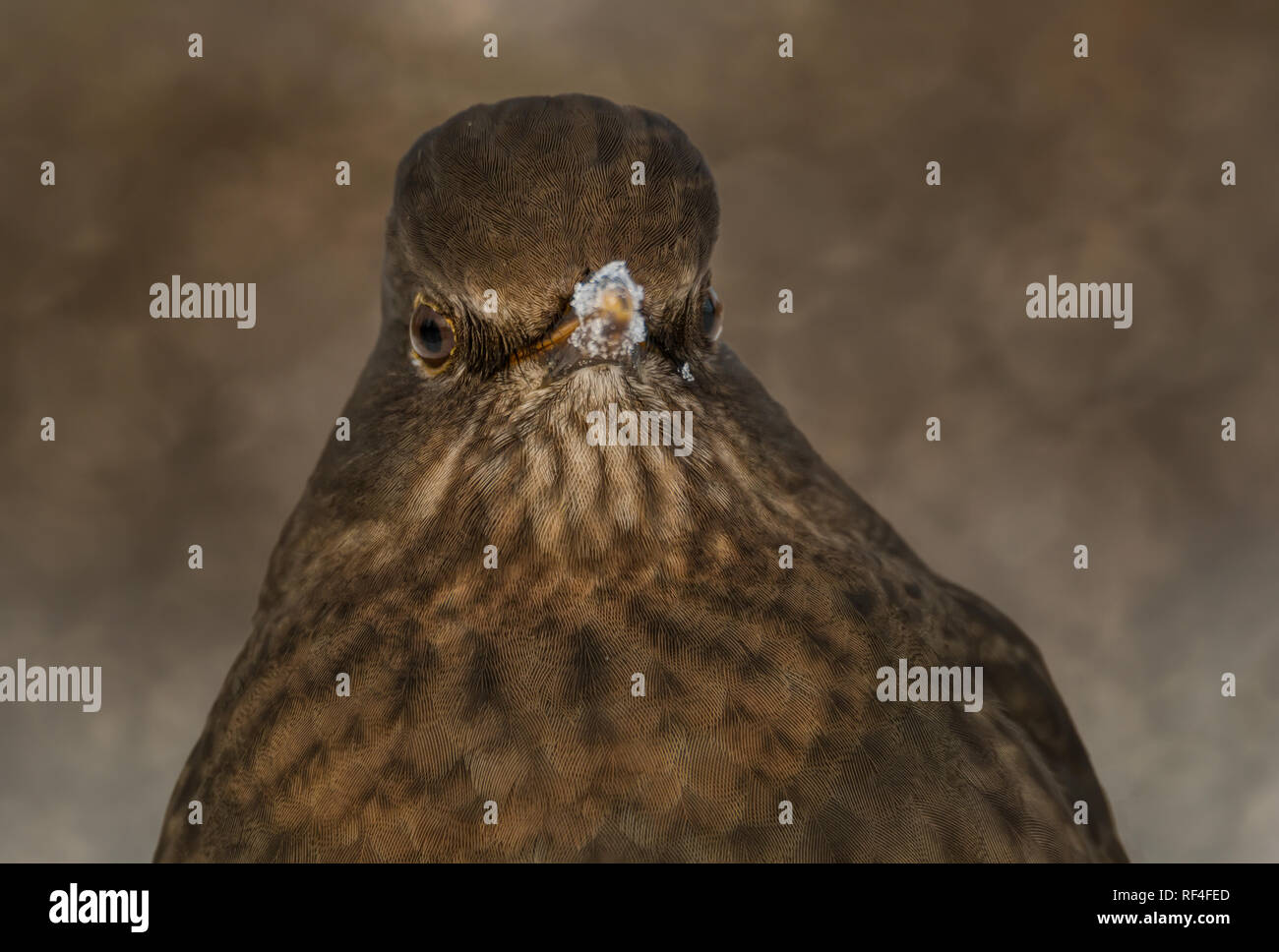 close-up portrait of female blackbird in winter in stockholm Stock Photo