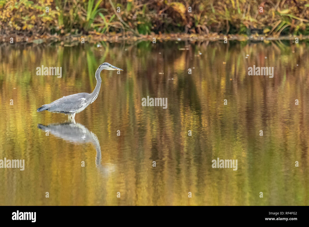 gray heron hunting in shallow lake Stock Photo