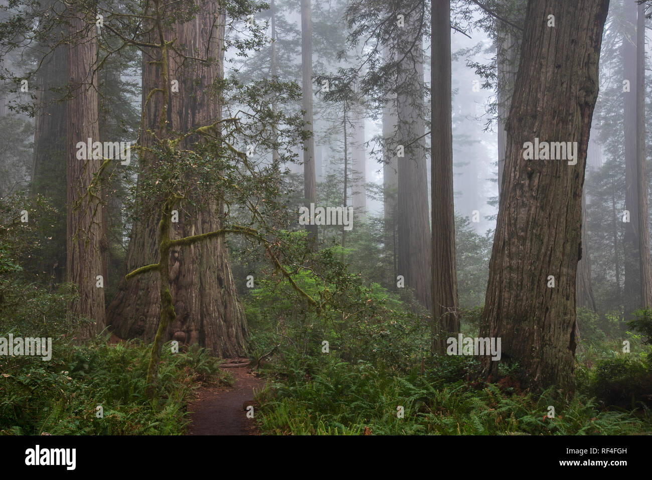 Redwood trees and fog in Lady Bird Johnson Grove, Redwoods National and State Parks, California. Stock Photo