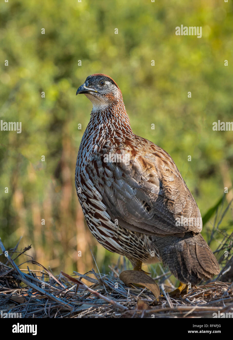 Erckel's Francolin; Kipuka Pualu Trail, Hawaii Volcanoes National Park, Big Island of Hawaii. Stock Photo