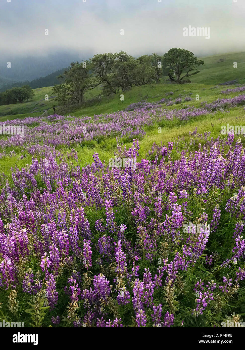 Lupine and oak trees at Childs Hill Prairie on Bald Hills Road