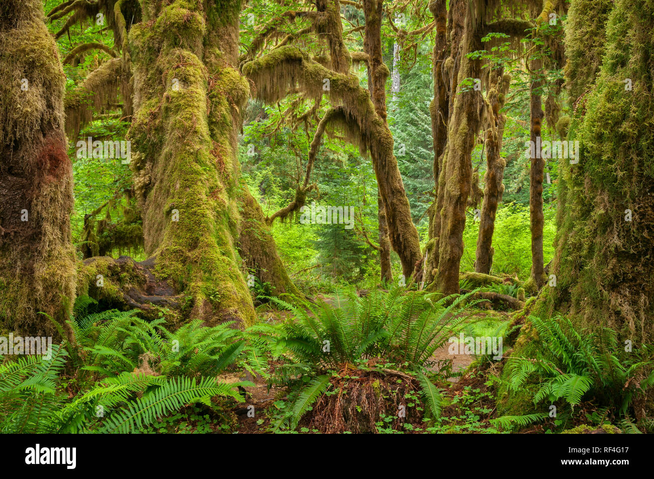 Ferns, mosses and Bigleaf maple trees, Hall of Mosses Trail, Hoh Rainforest, Olympic National Park, Washington. Stock Photo