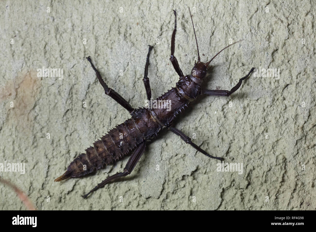 Thorny devil stick insect (Eurycantha calcarata), also known as the giant spiny stick insect. Stock Photo