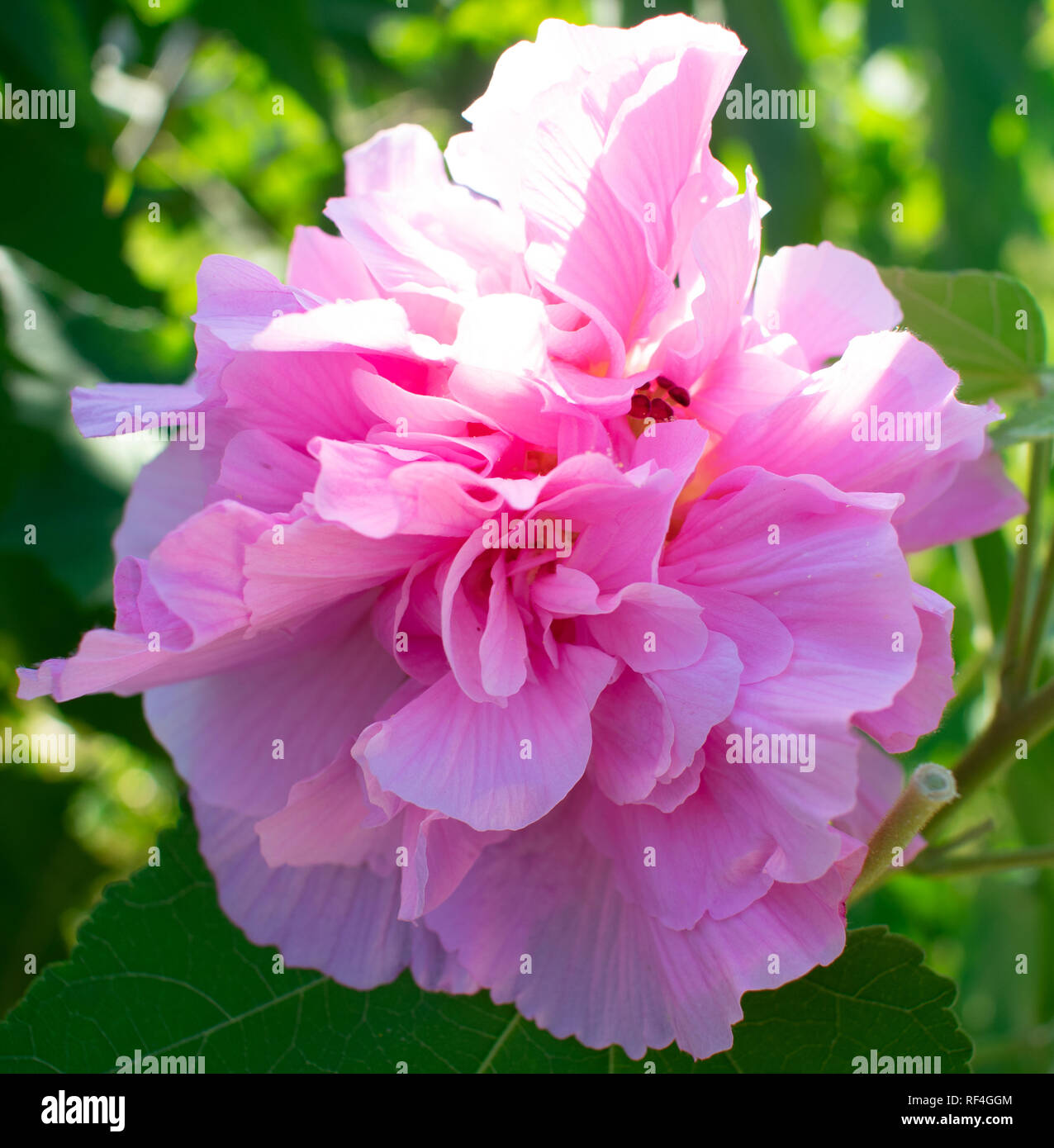 Confederate rose hires stock photography and images Alamy