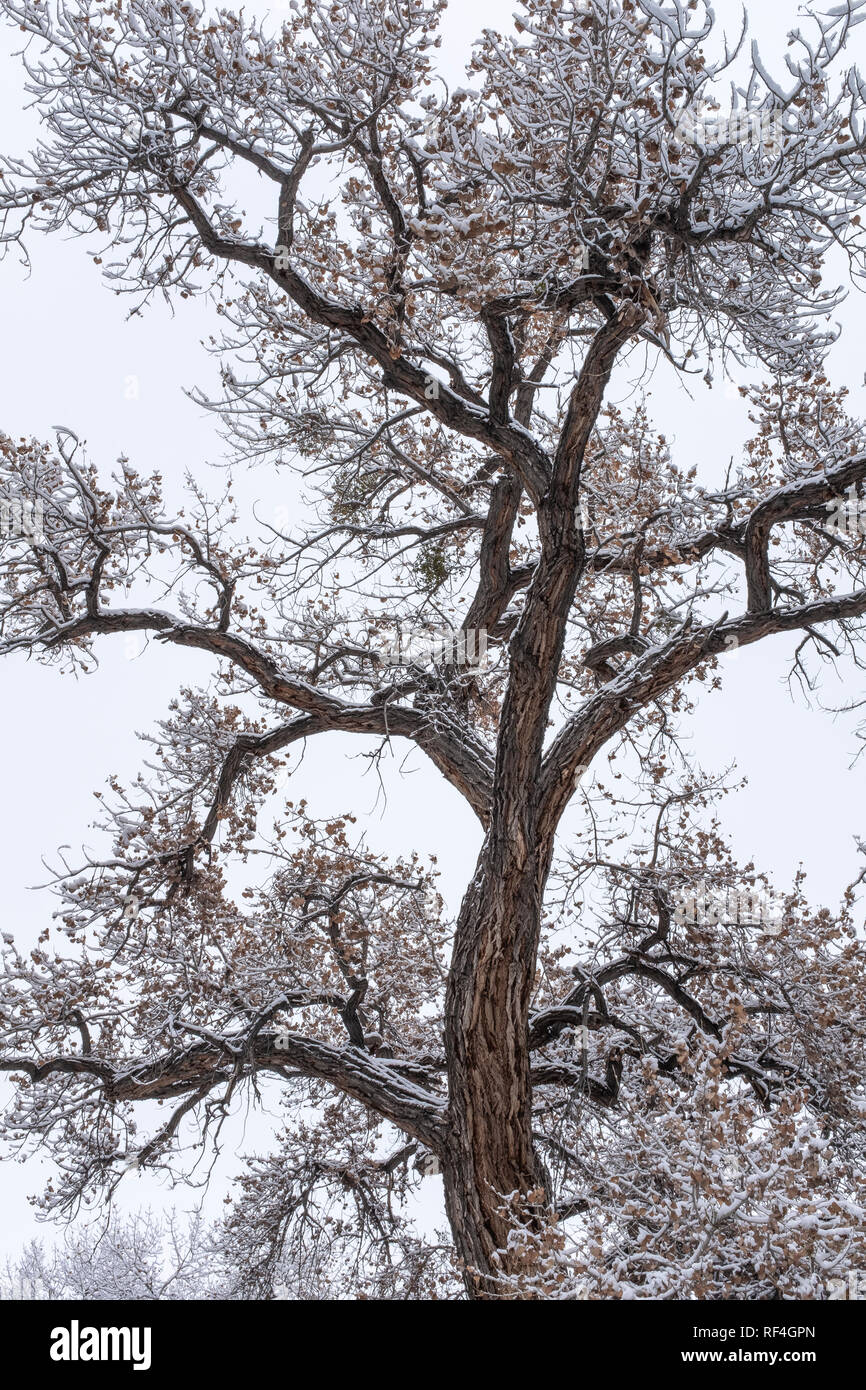 Corrales bosque hires stock photography and images Alamy