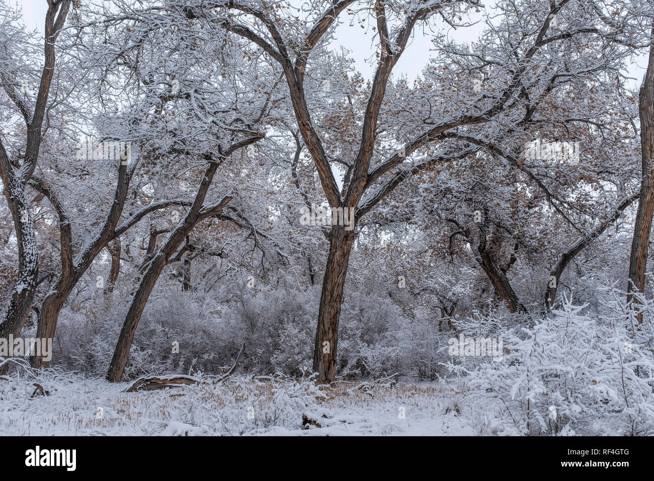 after the snowfall on the Corrales bosque (river forest), New Mexico
