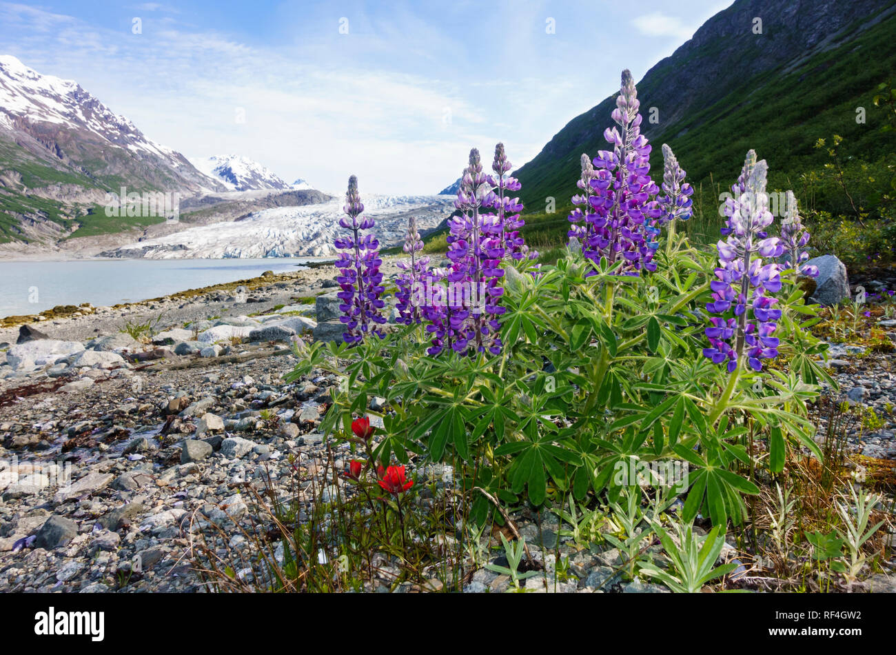 Purple lupine and red Indian paintbrush native wildflowers blooming near a glacier on a rocky beach shoreline in Glacier Bay National Park, Alaska Stock Photo