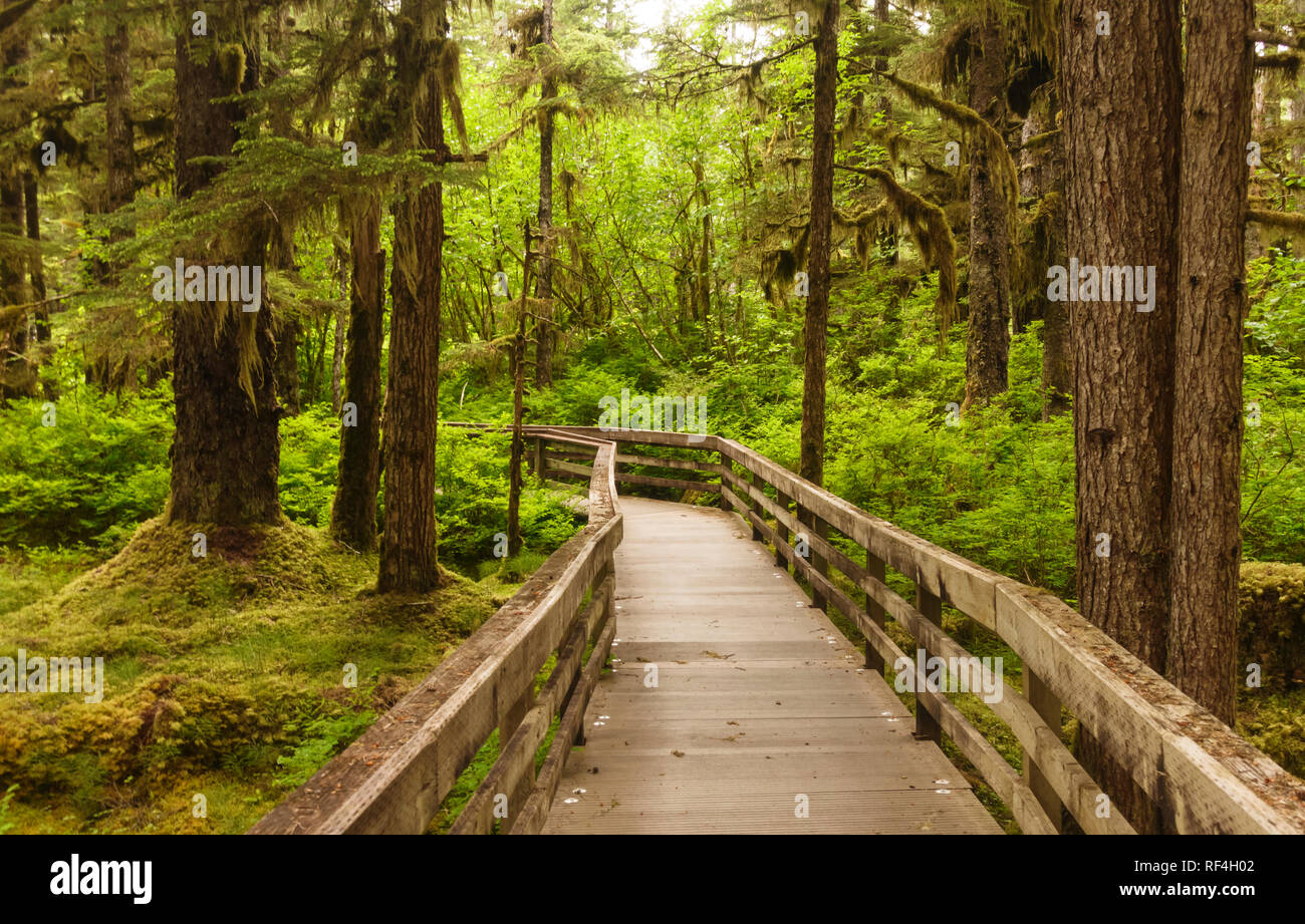 A boardwalk through the trees on the Forest Loop Trail near Bartlett Cove, Glacier Bay National Park, Alaska is accessible to handicapped people. Stock Photo