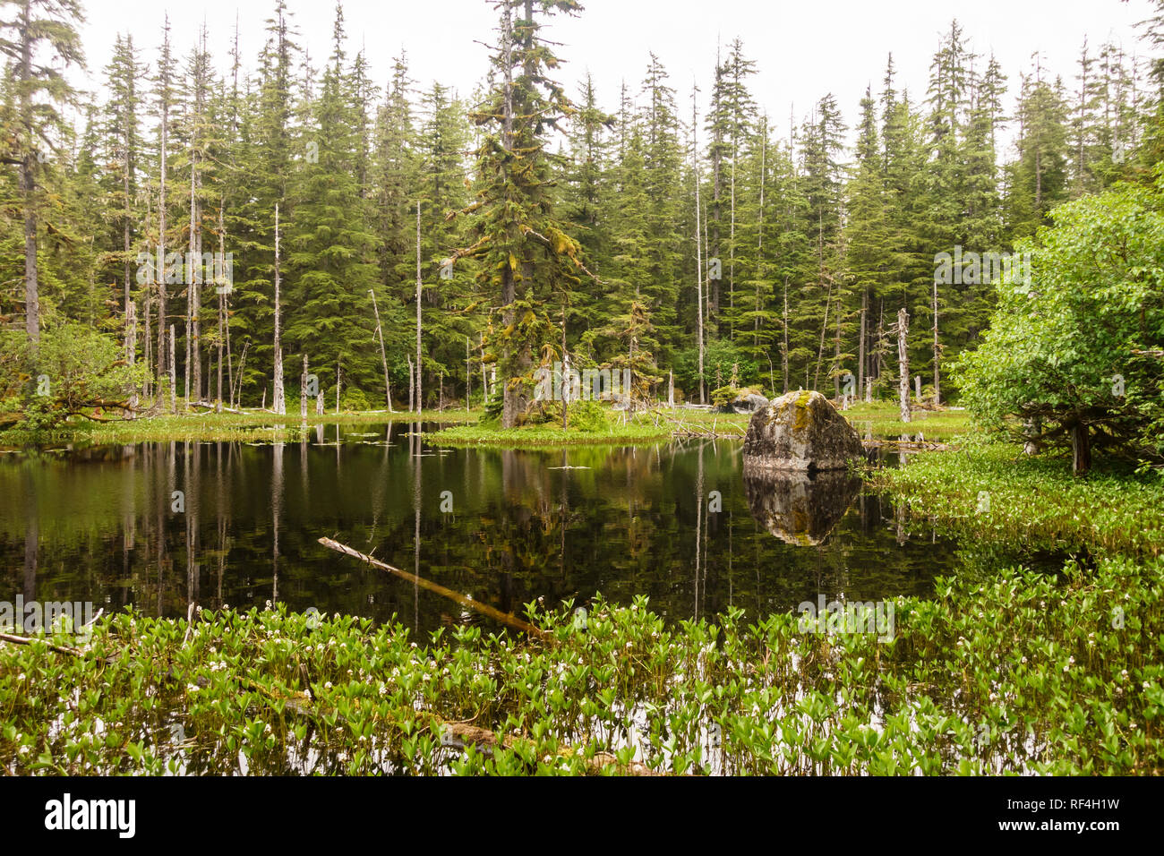 Wetland plants and a glacial erratic boulder in Blackwater Pond near Bartlett Cove, Glacier Bay National Park, Alaska. Spruce forest surrounds this pr Stock Photo