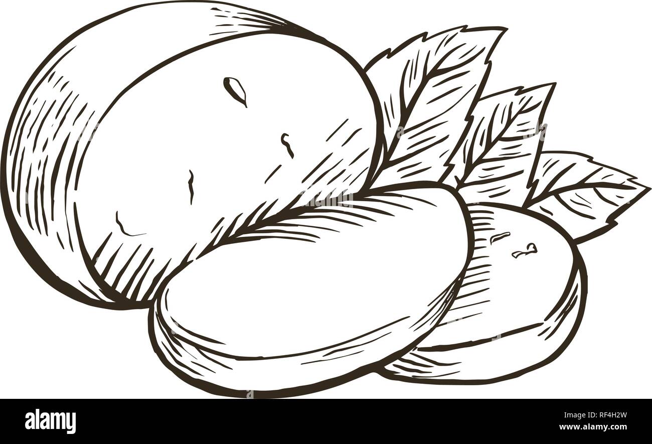 Cheese Buffalo mozzarella with basil leaves. Hand drawn engraving. Vector illustration. Stock Vector