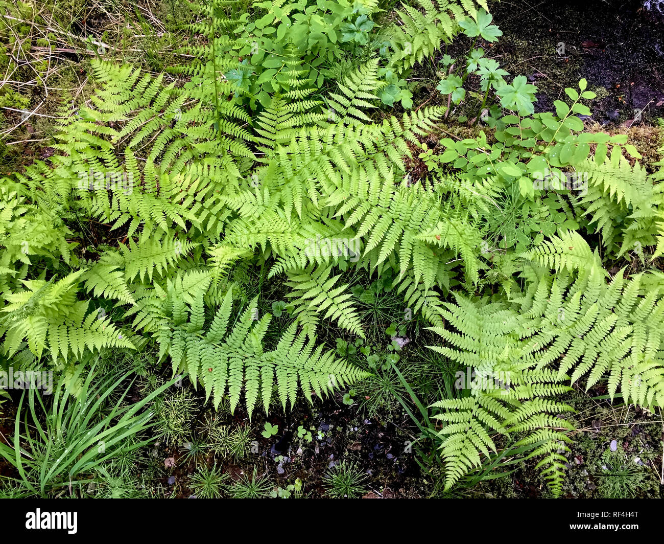 Close-up of native plants ferns on the forest floor at Bartlett Cove in Glacier Bay National Park, Alaska. Lady fern (Athyrium felix-femina) is common. Stock Photo