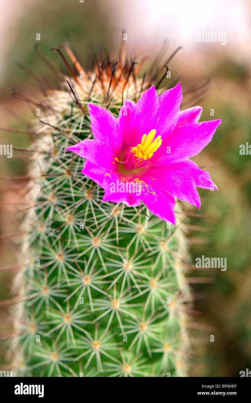 Pink flower of Mammilaria spp. on cactus garden background. Stock Photo