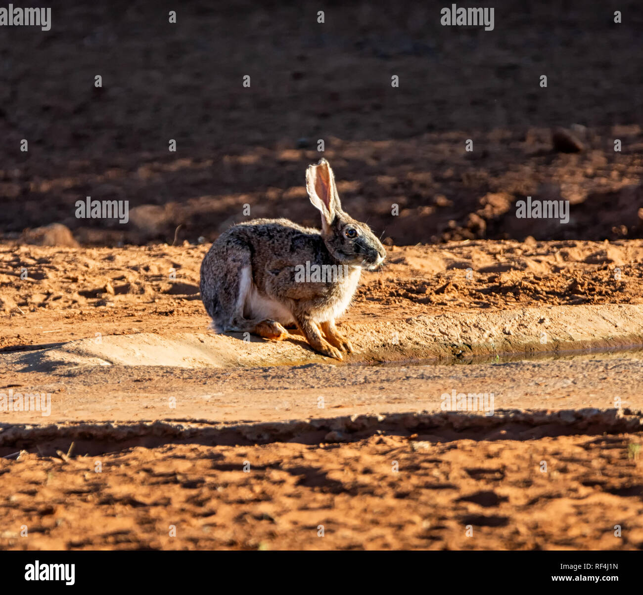 A Cape Hare at a watering hole in Southern African savanna Stock Photo
