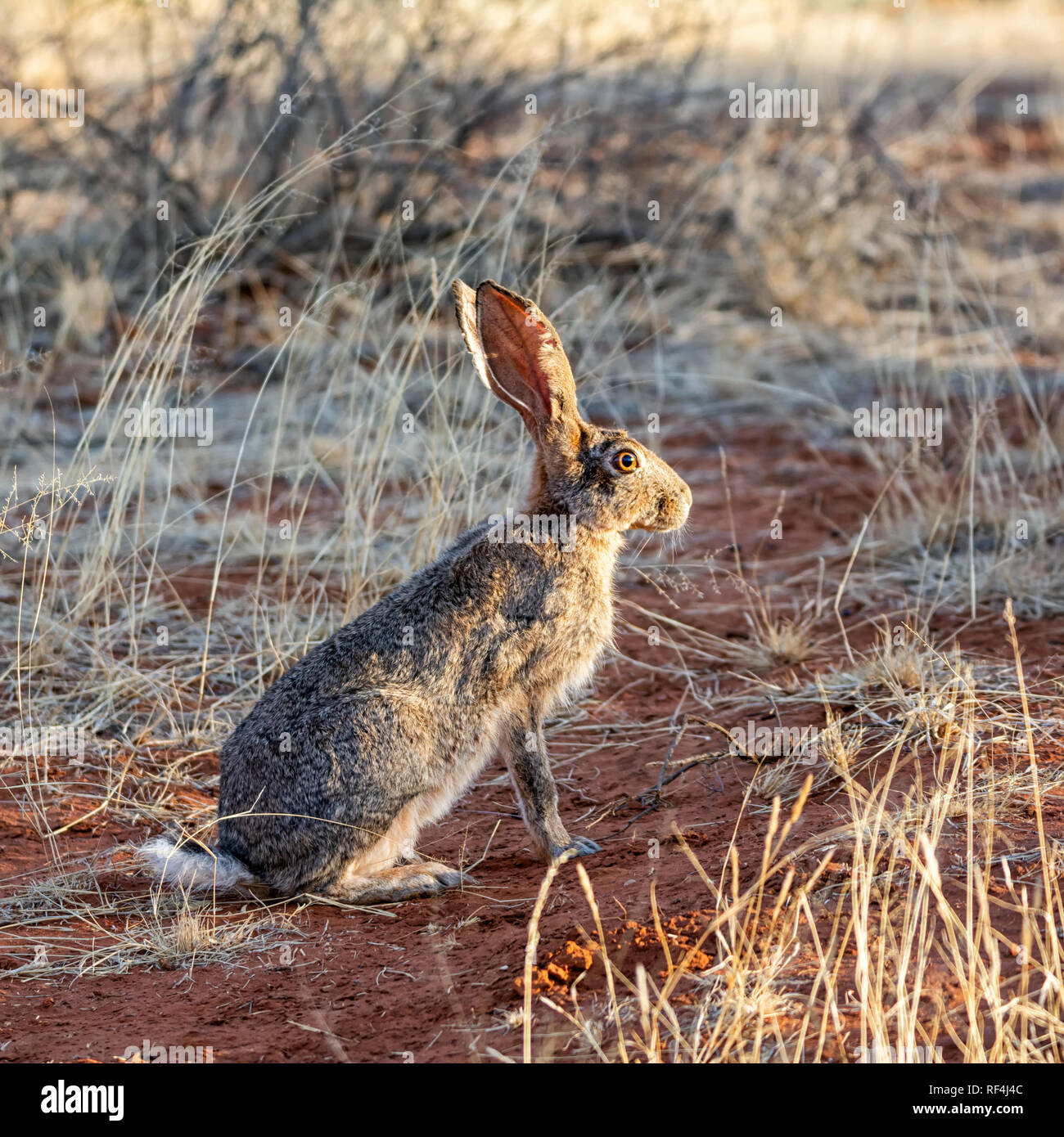 African savannah hares hires stock photography and images Alamy