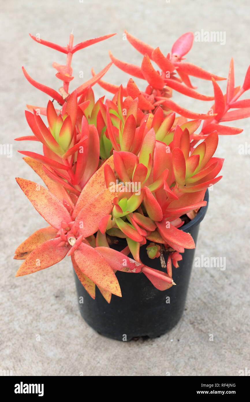 Crassula Capitella Campfire Succulents Stock Photo