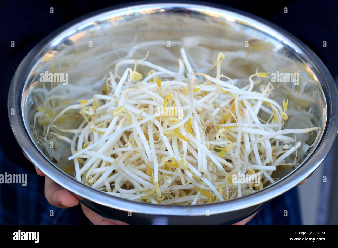 Close up of fresh mung bean sprouts in stainless steel bowl Stock Photo