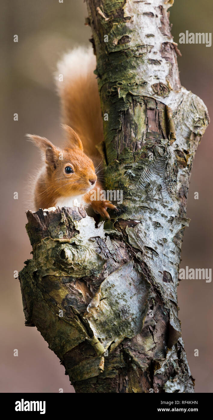 Endangered red squirrel hides from the wind in a crook of a tree branch using its tail for balance whilst watching Stock Photo