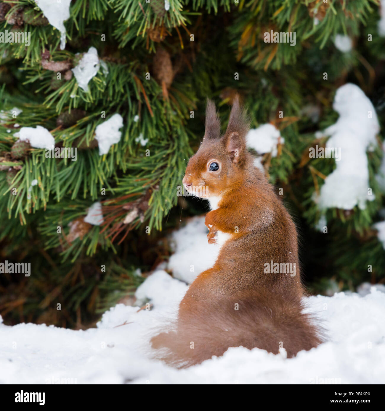 Portrait of endangered red squirrel sitting in snow covered pine tree in woodland with its winter coat and tufts. Stock Photo
