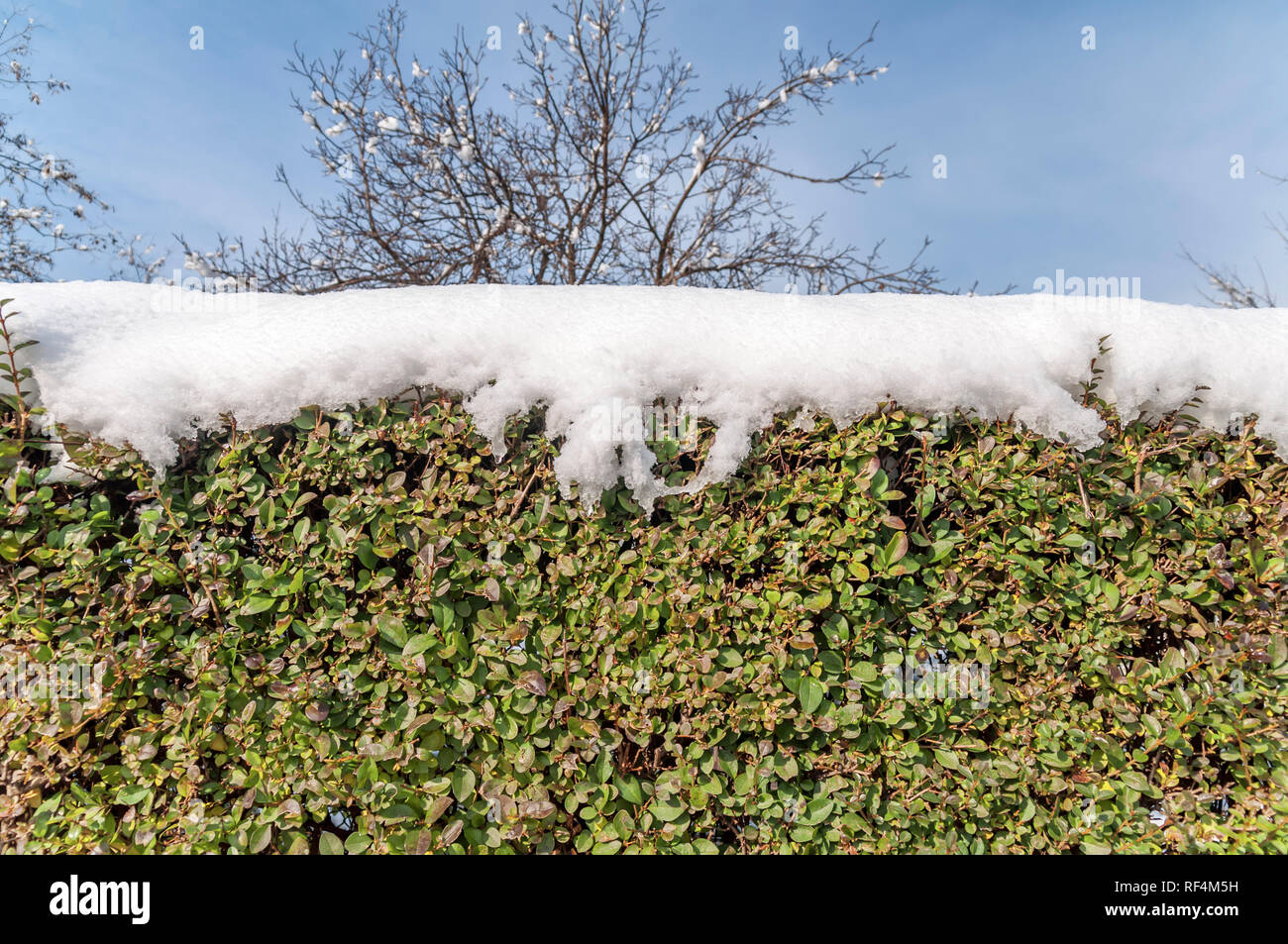 Green ivy fence covered with snow forosty pattern with sky background Stock Photo