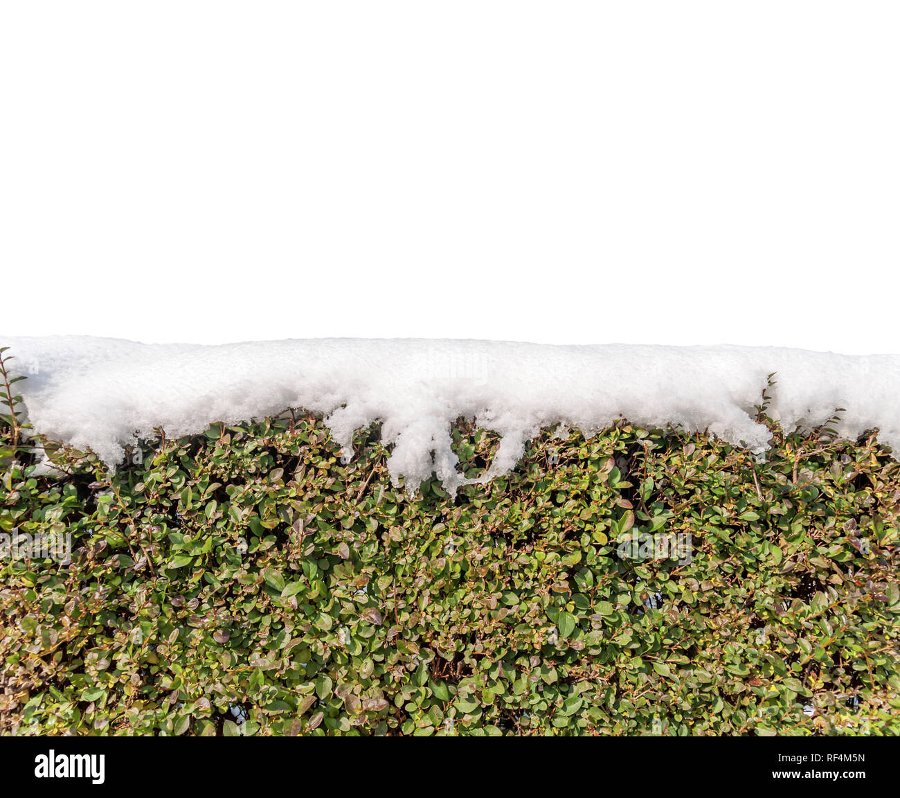 Green ivy fence covered with snow forosty pattern with white blank space Stock Photo