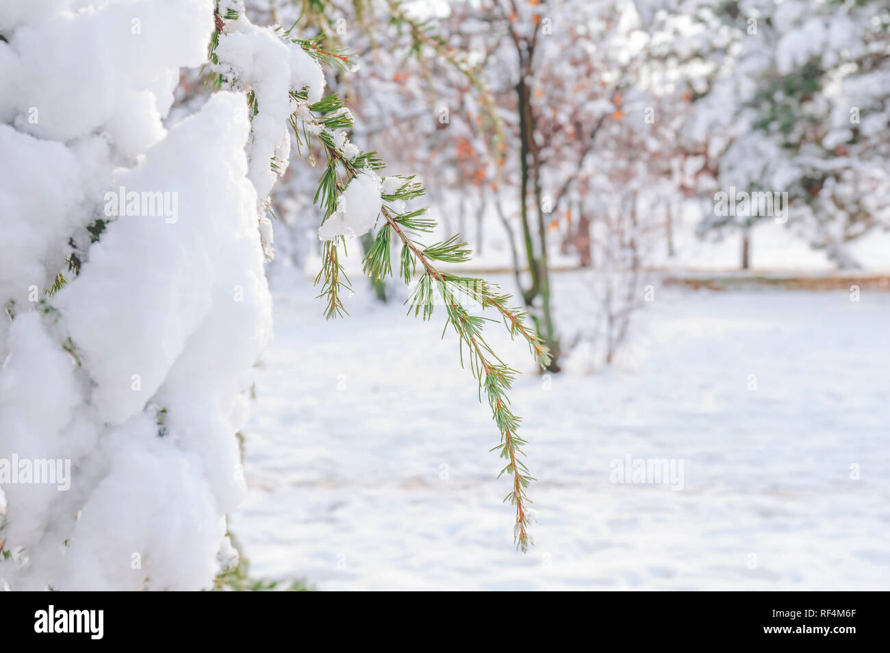 Green pine tree branch covered with snow and blurry background snow ...