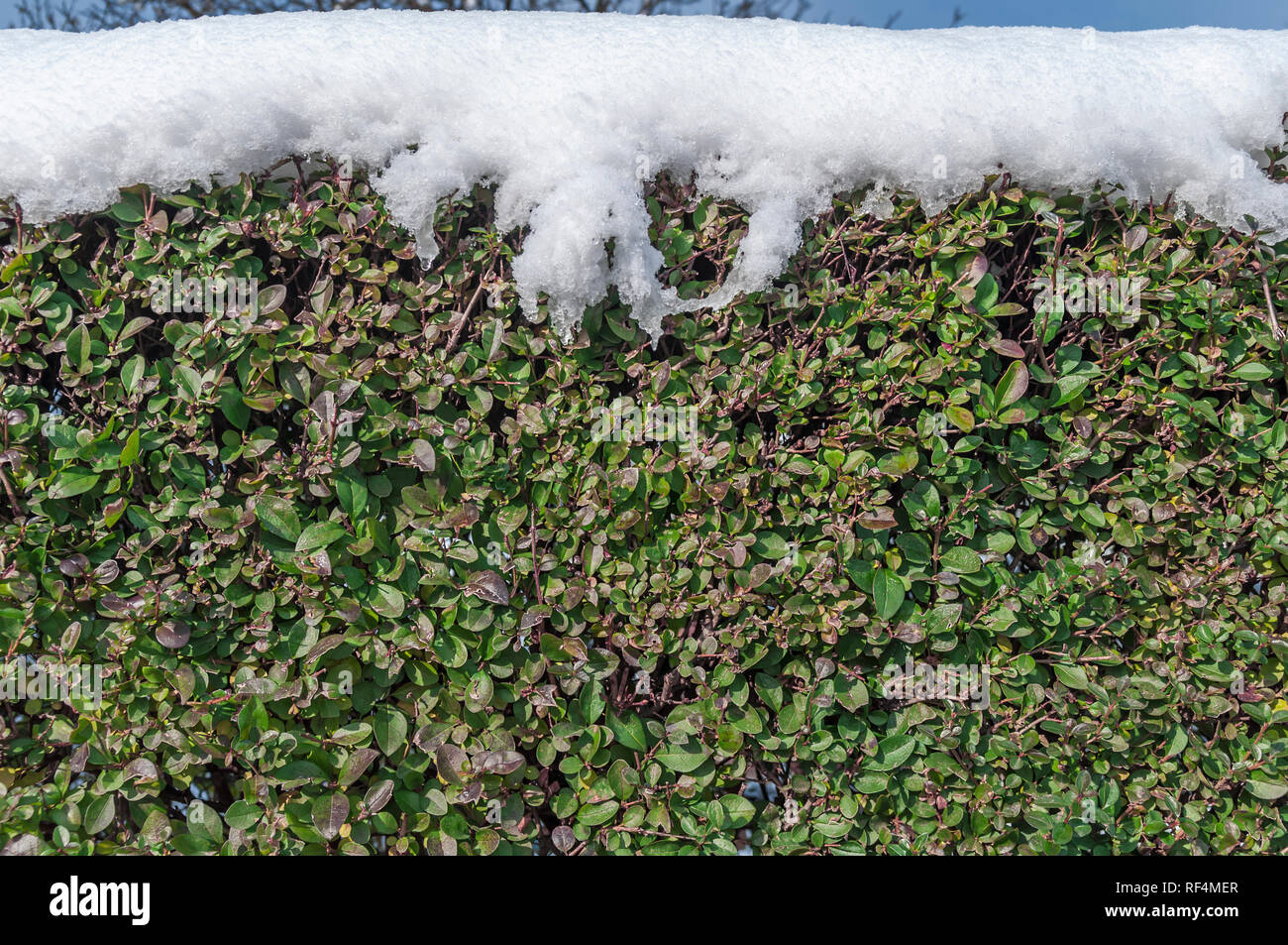 Ivy wall fence covered with snow on winted seasonal cold morning Stock Photo