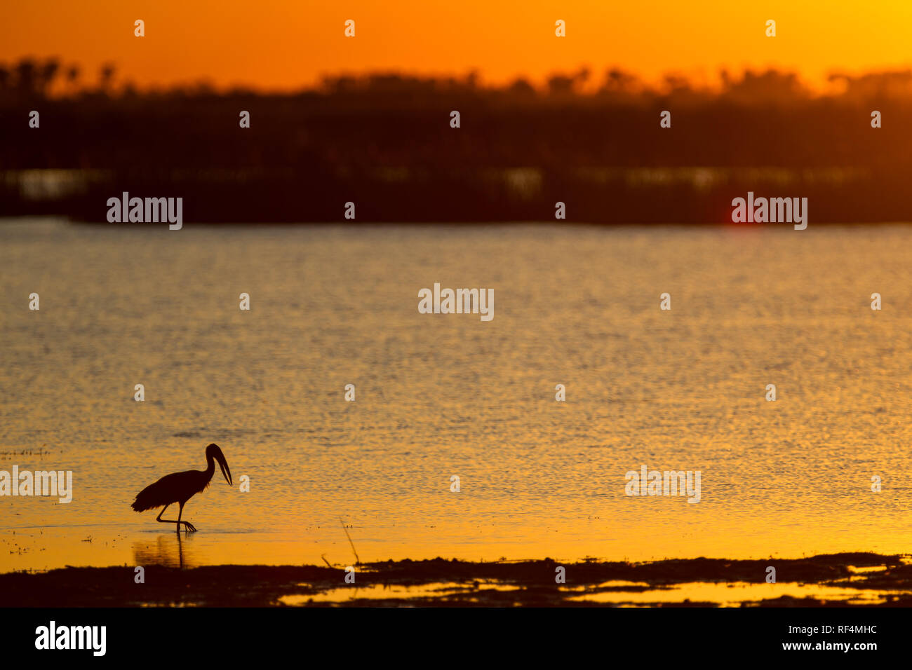 An African openbill, Anastomus lamelligerus, adds an interesting foreground to a beautiful view of sunset over the river in Linyanti, Botswana. Stock Photo