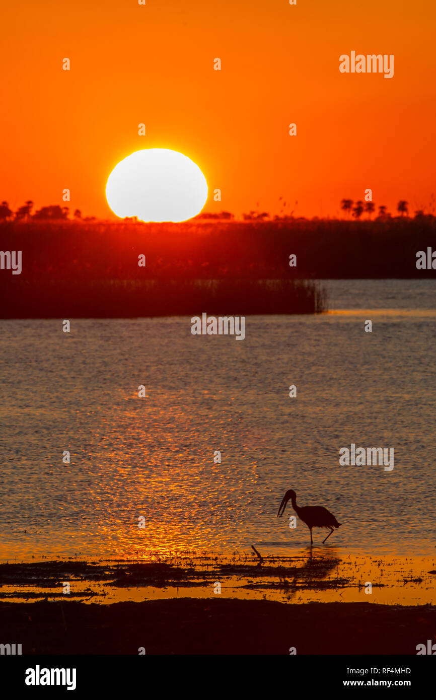 An African openbill, Anastomus lamelligerus, adds an interesting foreground to a beautiful view of sunset over the river in Linyanti, Botswana. Stock Photo