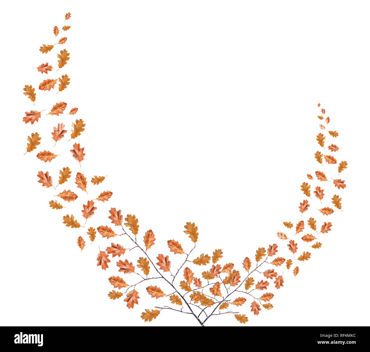 Two wooden tree branch with a lot of dry brown leaves isolated on white ...
