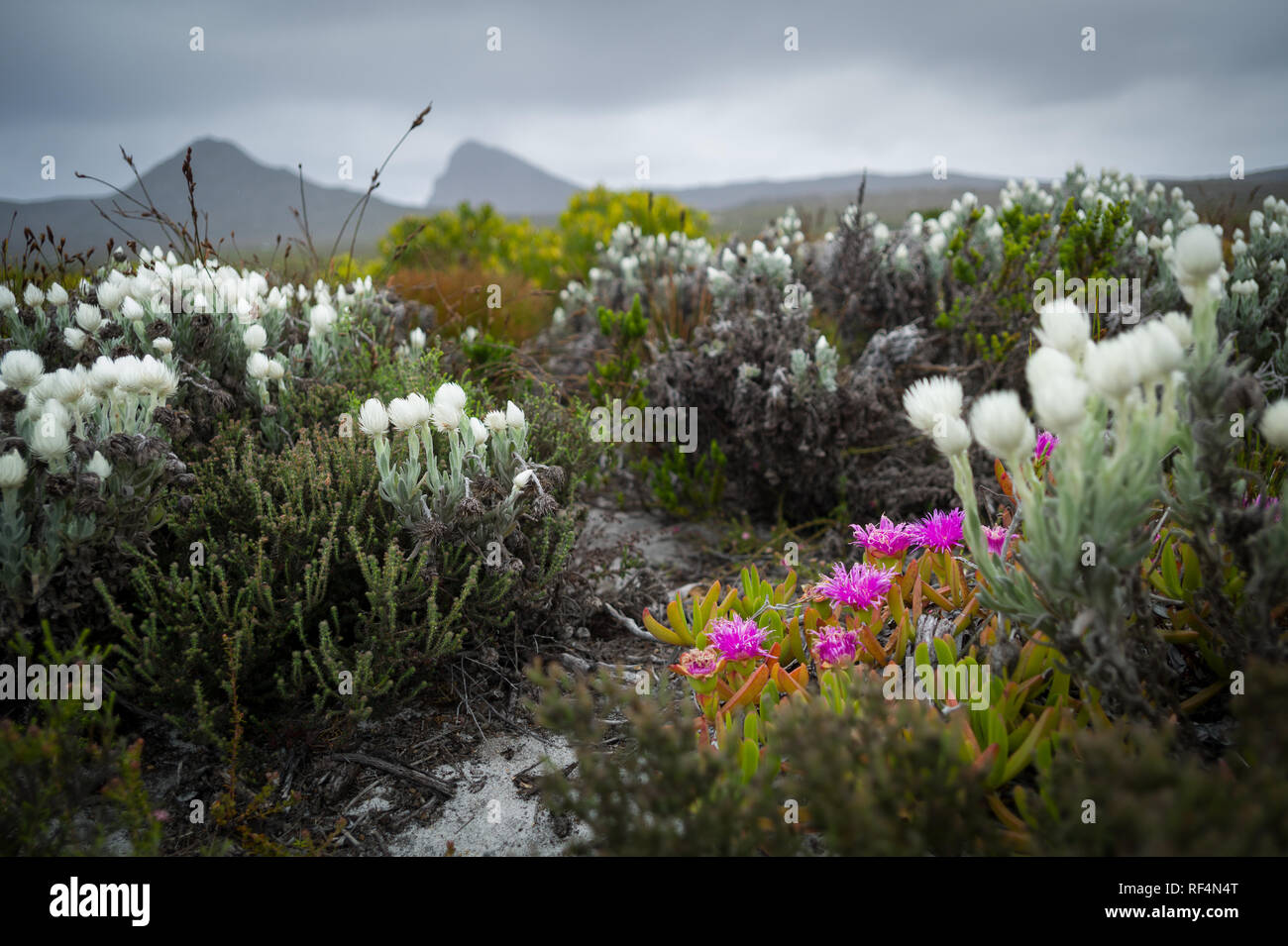 The Cape of Good Hope, Table Mountain National Park, Cape Town, South Africa is recognized as the meeting point of two oceans: Indian and Atlantic Stock Photo