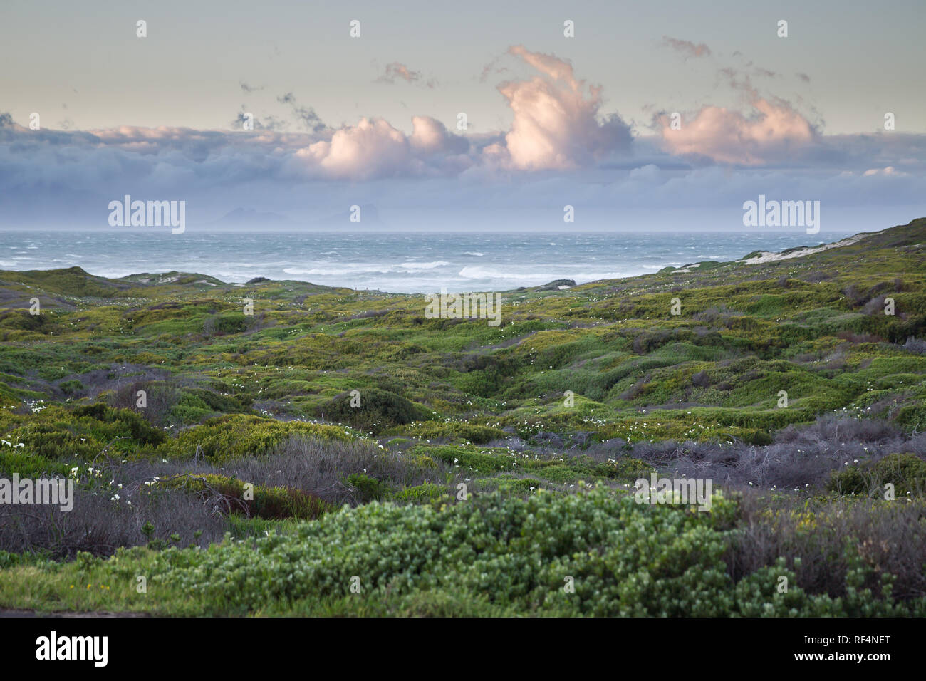 Wild flowers, especially calla lilies or arum lilies, Zantedeschia aethiopica, bloom in spring along roadsides in Cape Town, Western Cape, South Afric Stock Photo