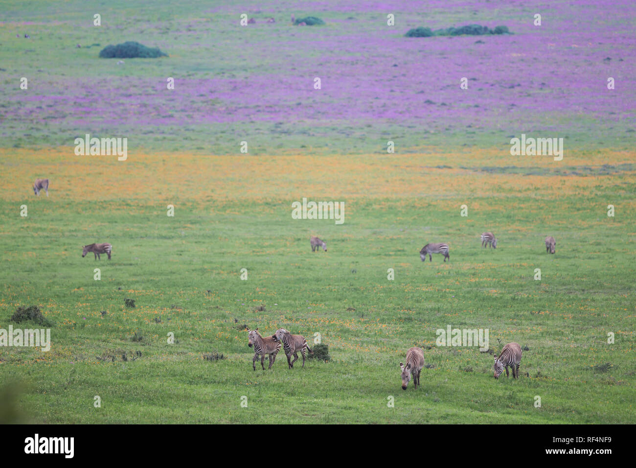 Postberg section, West Coast National Park, Western Cape, South Africa ...