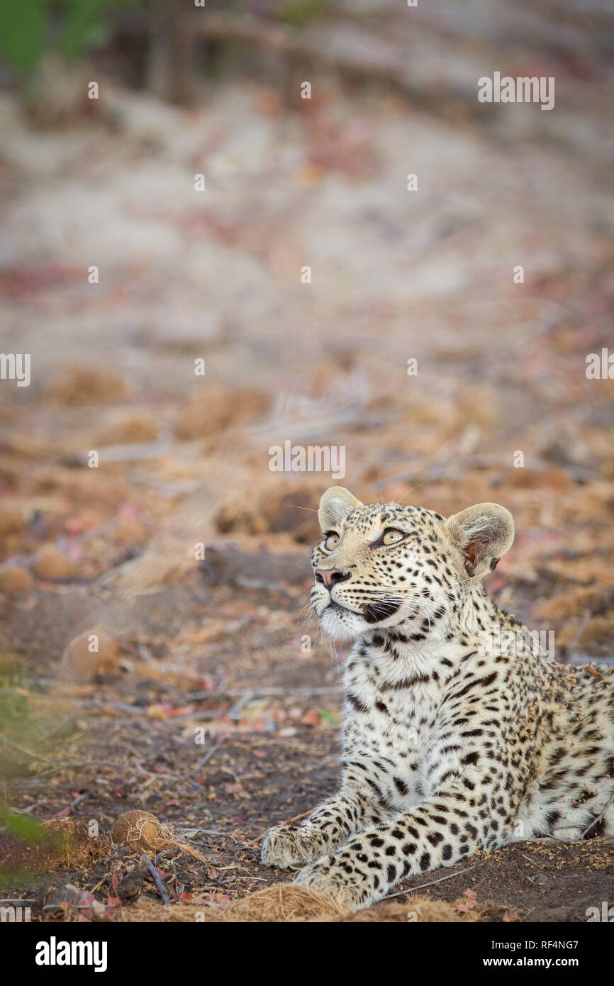 Many areas of the Okavango Delta, North West District, Botswana are famous for frequent opportunities to see big cats like leopard, Panther pardus Stock Photo