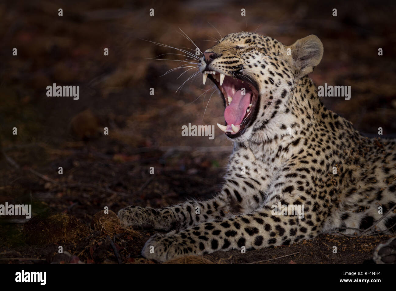 Many areas of the Okavango Delta, North West District, Botswana are famous for frequent opportunities to see big cats like leopard, Panther pardus Stock Photo