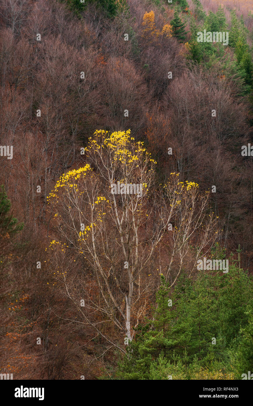 last day of autumn Stock Photo Alamy
