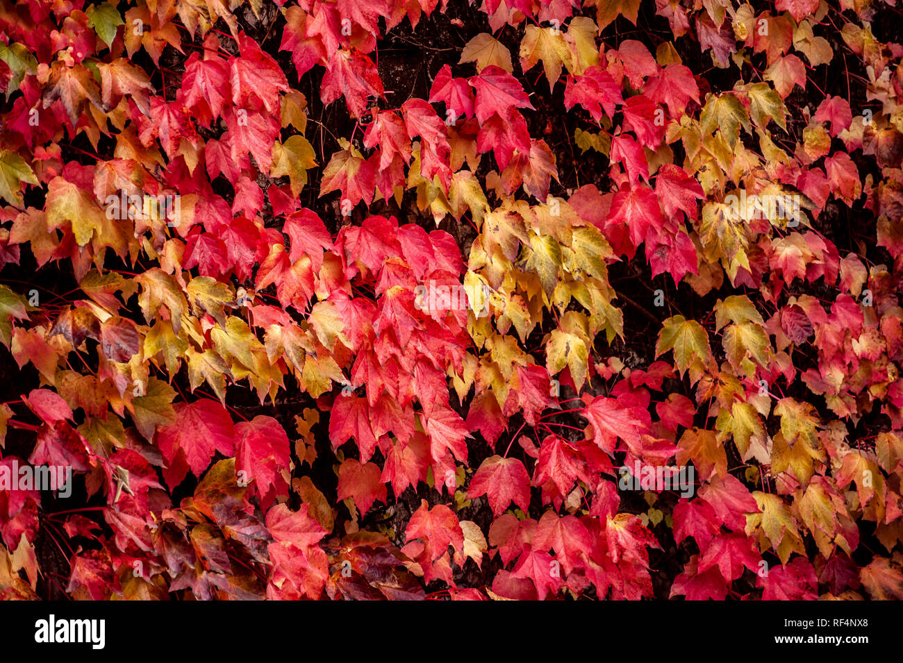 Wall covered by Virginia creeper, Victoria creeper, five-leaved ivy (Parthenocissus quinquefolia) Stock Photo