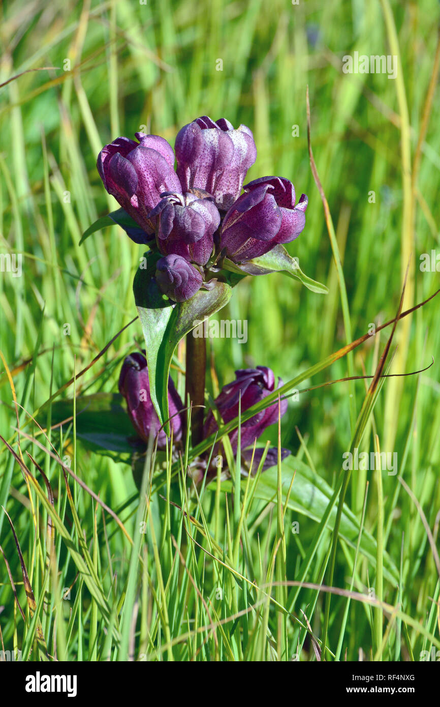 purple gentian, Purpur-Enzian, pirosodó tárnics, Gentiana purpurea Stock Photo