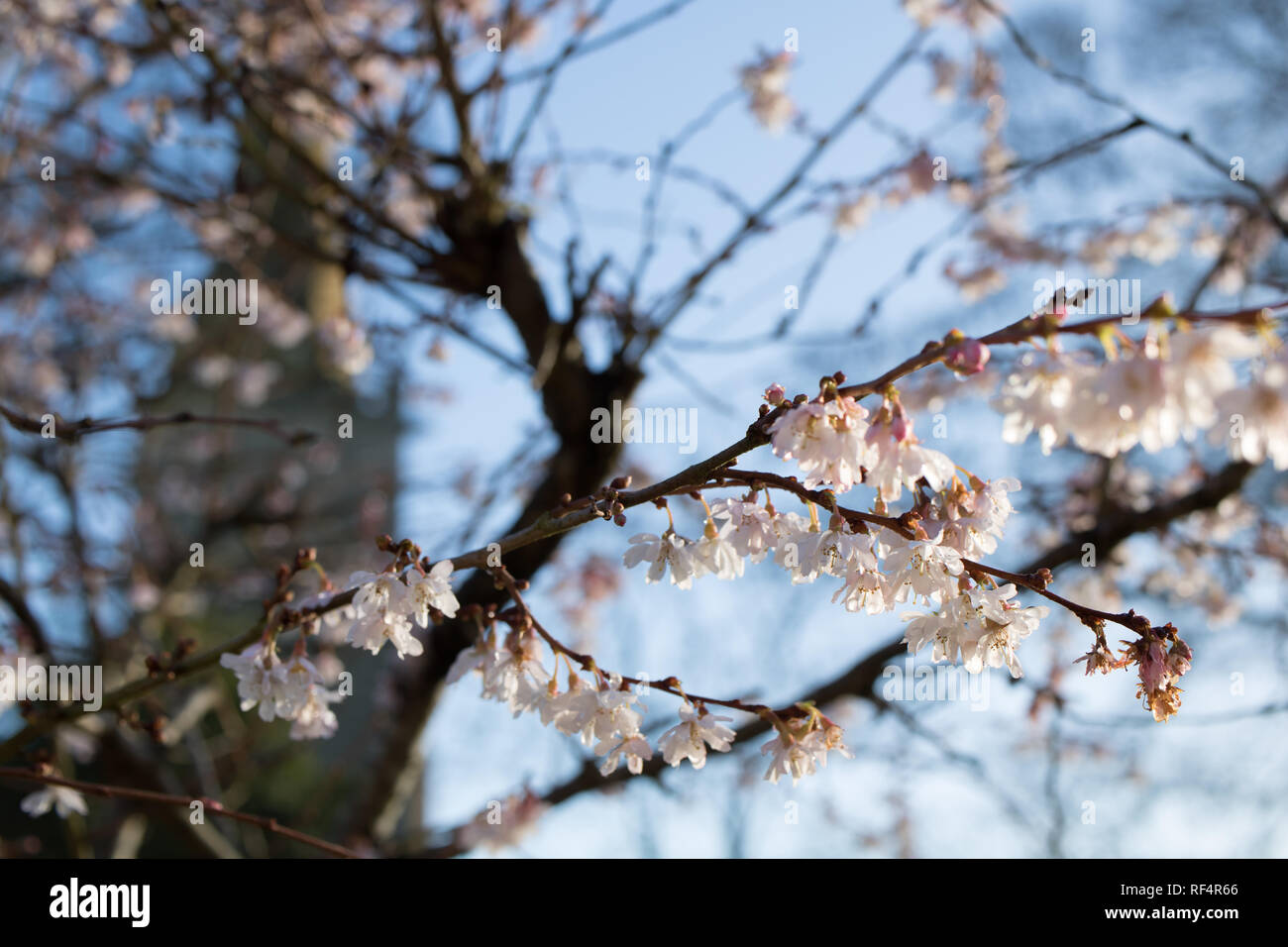 Blossom on a winter flowering cherry tree in the English village of Sharnbrook, Bedfordshire with St Peter's Church tower in the background. Stock Photo