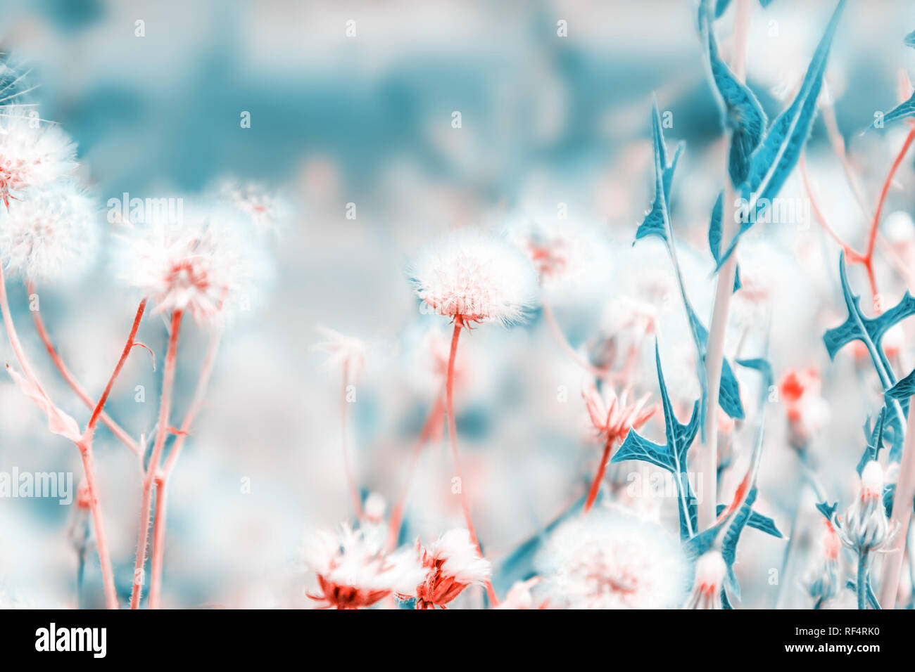 Beautiful floral background with dandelion flowers in summer. Pastel  colors. Nature beauty Stock Photo - Alamy