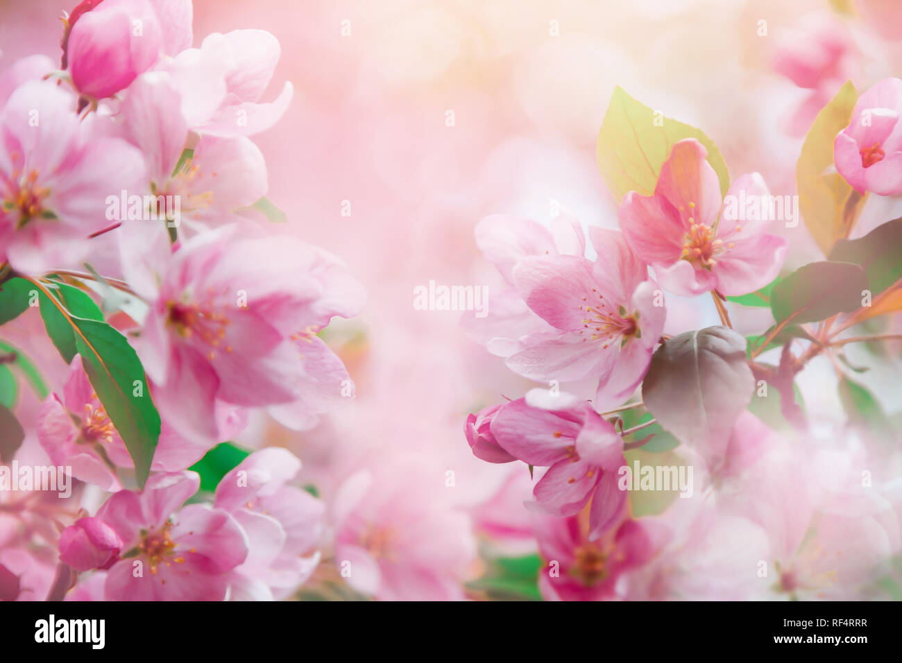 Pink Cherry Flowers Blossom On Tree In Spring Nature Beautiful