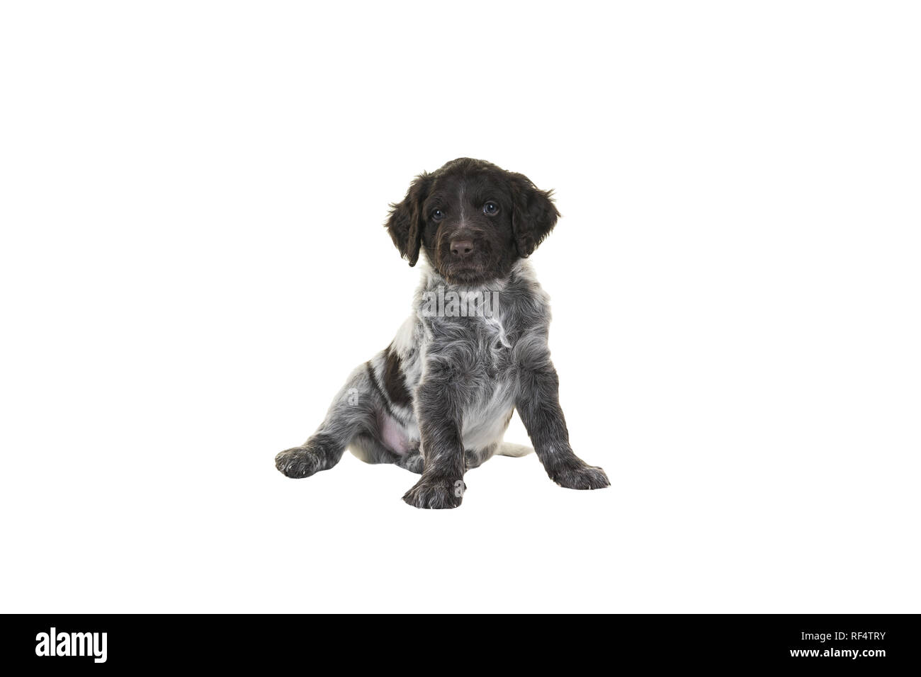 Cute Small Munsterlander Puppy sitting on isolated on a white background looking in the camera Stock Photo