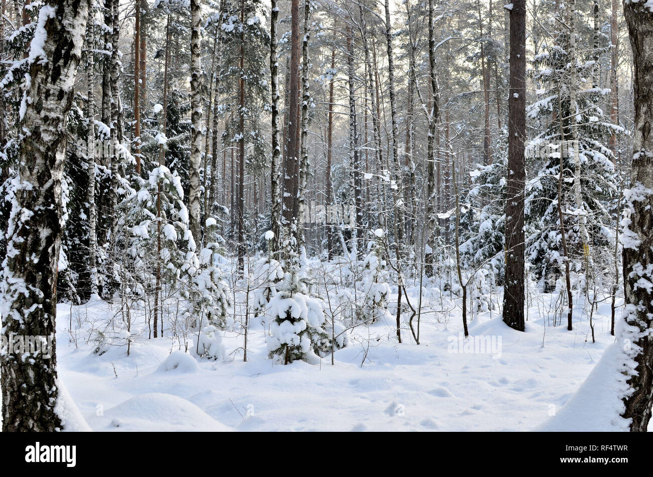Snowy tunnel among tree branches. Path among winter trees with ...