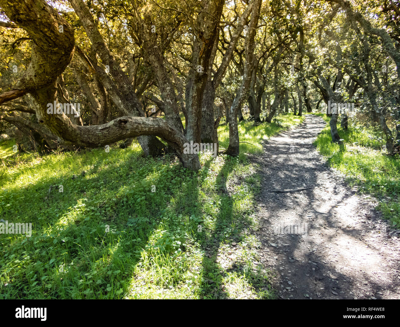 Canopy of live oak trees cover path through woods creating pretty ...