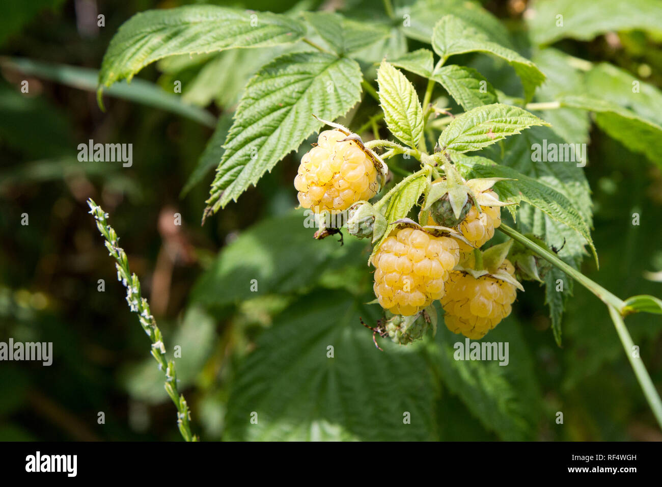Ripe yellow raspberries on a bush. The raspberry is the edible fruit of a multitude of plant species in the genus Rubus of the rose family. Stock Photo