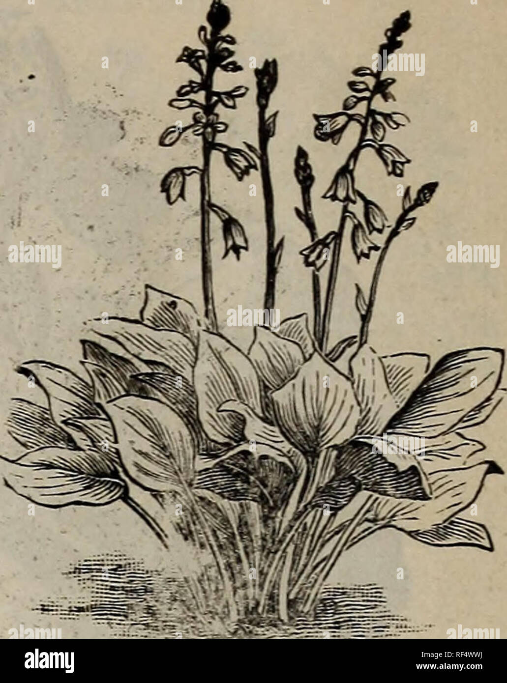 . Spring of 1897 : semi-annual trade list of the Rumson &amp; Monmouth Nurseries. Nursery stock New Jersey Little Silver Catalogs; Fruit Catalogs; Trees Seedlings Catalogs; Shrubs Catalogs; Flowers Seeds Catalogs. FUNKIA OVATA. Blue Day Lily. A hardy herbaceous perennial of the greatest value for ornamental work, its dark green, broad, glossy foliage prov- ing very effective. During June and July it produces large, blue, lily-like flowers very freely. A b o 1 d, handsome plant for either rock- ery, lawn, or border. So. GO per 100; $40.00 per 1000. DOUBLE RUSSIAN VIOLET.. W Une of the mostbrilU Stock Photo