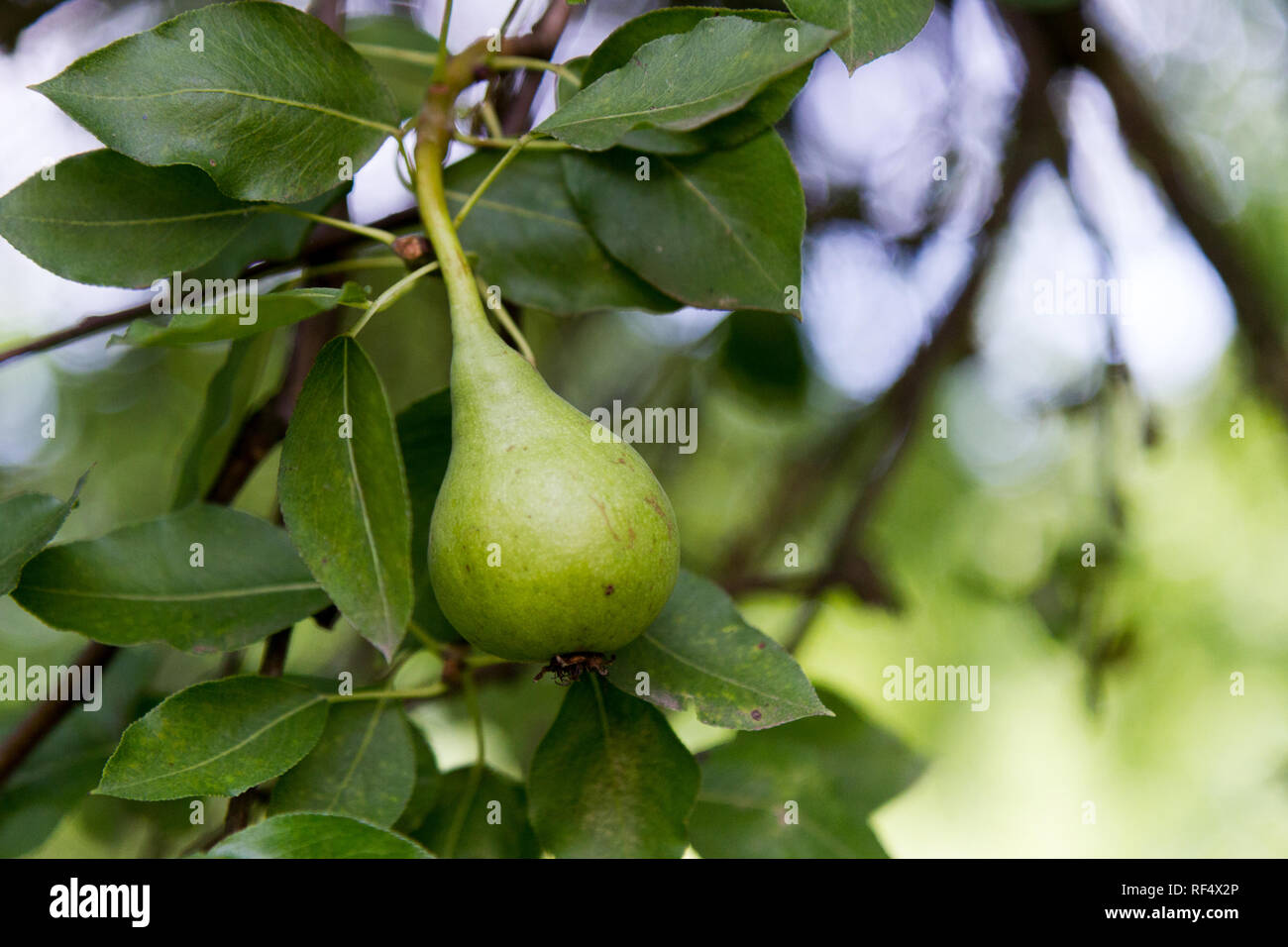 a ripening pear (species of genus Pyrus  in the family Rosaceae, bearing the pomaceous fruit) Stock Photo