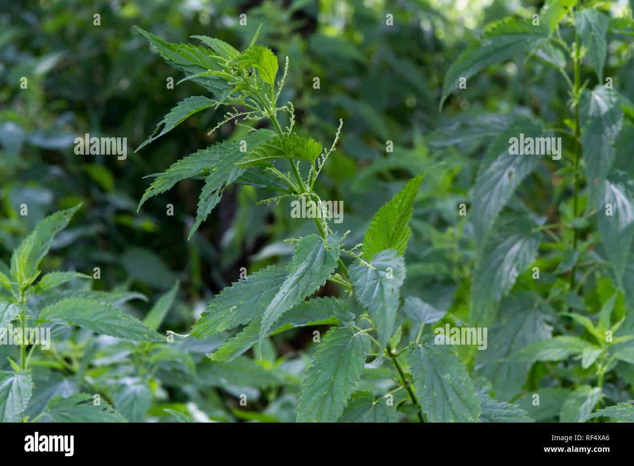 Urtica dioica, often called common nettle or stinging nettle of the family Urticaceae. Stock Photo