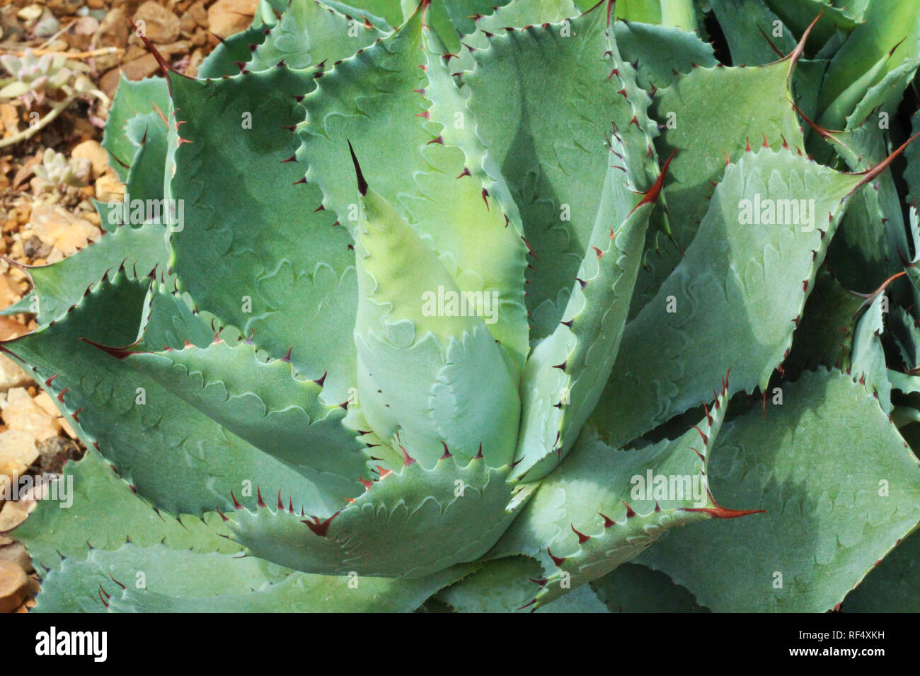 Close up of a Agave parryi succulent with markings etched into each leaf Stock Photo