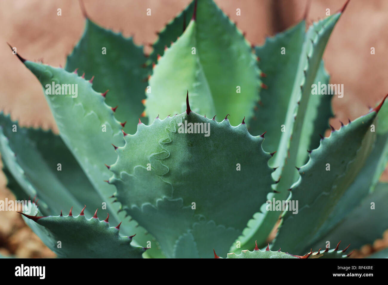 Close up of a Agave parryi succulent with markings etched into each leaf using a bokeh effect Stock Photo